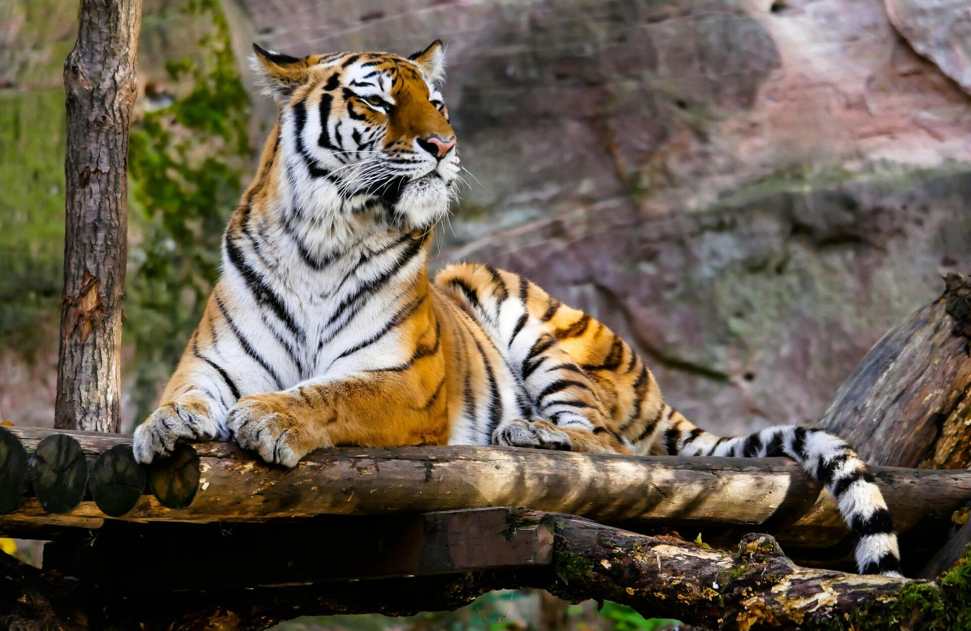 tijger in rolstoelvriendelijke dierentuin
